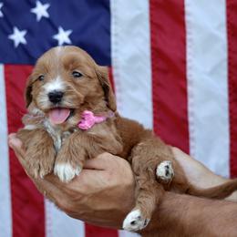 Dakota - Pink collar female - Red  female Goldendoodle puppy in Ruthorfordton, North Carolina from Duncan Doodles Goldendoodles