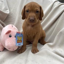 Hamm - Golden rust male Vizsla puppy in Bloomington, Indiana from Envizion