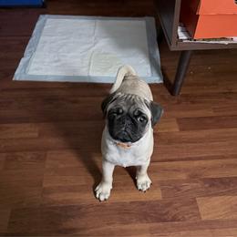 Finn - Fawn male Pug puppy in Moorefield, West Virginia from Wratchford Farms