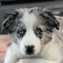 Summer - Miniature Australian Shepherd