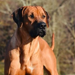 Jimmy - Rhodesian Ridgeback