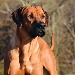 Jimmy - Rhodesian Ridgeback