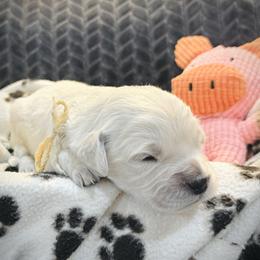Yellow - Light golden female Golden Retriever puppy in Clovis, California from Puppy Love, Hall's Goldens