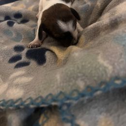 Helen - Piebald female Dachshund puppy in Conroe, Texas from R&M Dachshunds