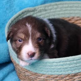 George - Red tri-color male Australian Shepherd puppy in Springville, New York from RisingStar Australian Shepherds