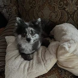 Roxy - Pomeranian