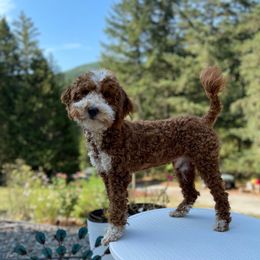 Dex - Goldendoodle