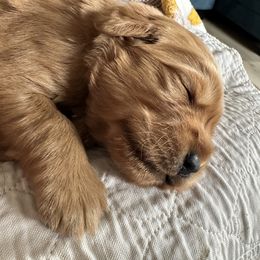 Golden Retriever Puppies from South Hill Golden Retrievers