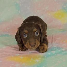 Dachshund Puppies from Newbern's Nuggets