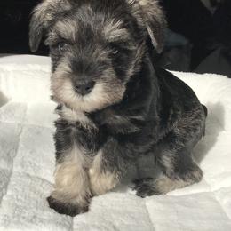 Miniature Schnauzer Puppies from Divine Miniature Schnauzers