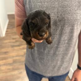 Derby - Black and tan male Dachshund puppy in Celina, Texas from Oak Bridge Farm