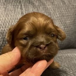 Shih Tzu Puppies from Pilgrim Shih tzu