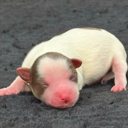 Boy 1 - Parti male Yorkshire Terrier puppy in Los Angeles, California from 818 Yorkies