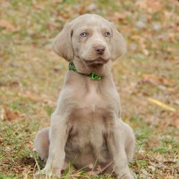 Weimaraner and Wirehaired Vizsla Puppies from Willow Ridge Kennel