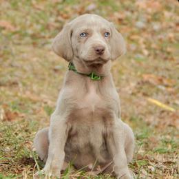 Weimaraner and Wirehaired Vizsla Puppies from Willow Ridge Kennel