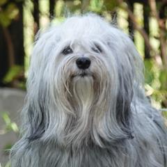 Chewbacca - Havana Silk Dog