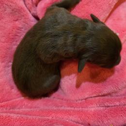 Coco girl 2 - Chocolate female Labradoodle puppy in Churchill County Fallon, Nevada from Card Family Ranch