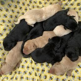 Brotz Family - Black male Labrador Retriever puppy in Geneva, Florida from Salty Duck Retrievers