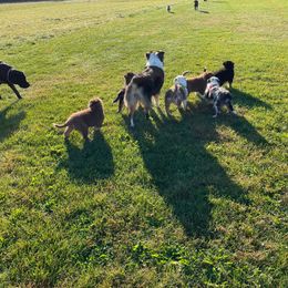 Australian Shepherd Puppies from Wild Atlantic  Aussies