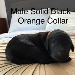 Ember - Black male Poodle puppy in Pueblo West, Colorado from Little Paws Poodles