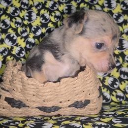 Mr. J (3250) - Blue merle male Chihuahua puppy in Tomball, Texas from Katie's Krew