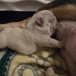 French Bulldog Puppies from Diamond Dreams French Bulldogs