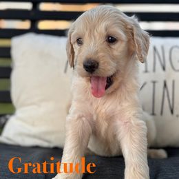 Gratitude - Cream male Goldendoodle puppy in Greenville, North Carolina from ENC Goldendoodles