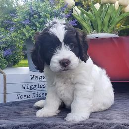 Cockapoo, Cocker Spaniel, and Goldendoodle Puppies from Robbin's Treasures