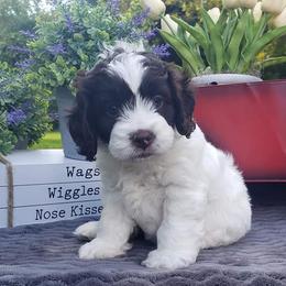 Cockapoo, Cocker Spaniel, and Goldendoodle Puppies from Robbin's Treasures