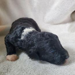 Poppy - Black female Sheepadoodle puppy in Bellevue, Iowa from Fluffy Wonders Poms and Doodles