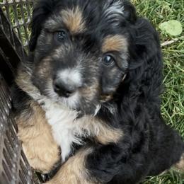 Golden Aussiedoodle and Goldendoodle Puppies from Wild Rose Tiny Poodles & Doodles