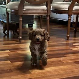 Willy - Red male Cavapoo puppy in Mint Hill, North Carolina from DoodleForever