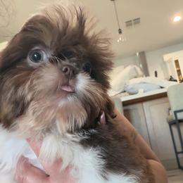 Diva Dior - Chocolate and tan female Shih Tzu puppy in Auburn, Washington from Shih Tzu’s  ‘N’ Love