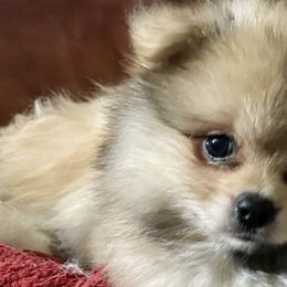 Pomeranians from Geovibes Pomeranians