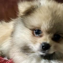 Pomeranians from Geovibes Pomeranians