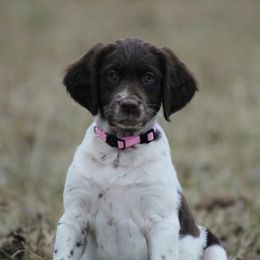 Girl 2 - Liver and white female Brittany puppy in Georgia from Edenbright Brittanys