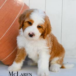 McLaren - Red male Bernedoodle puppy in Tucson, Arizona from Sun Valley Goldendoodles