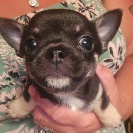 Todd - Black and tan male Chihuahua puppy in Amity, Pennsylvania from Baxters Chihuahuas