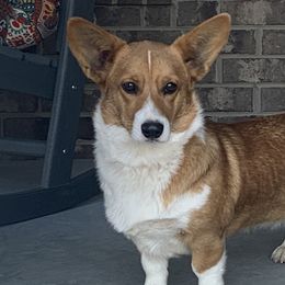 Tulip - Pembroke Welsh Corgi