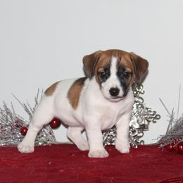 Laffy Taffy - White and tan female Russell Terrier puppy in Lancaster, Pennsylvania from Sunny Lane JRTs