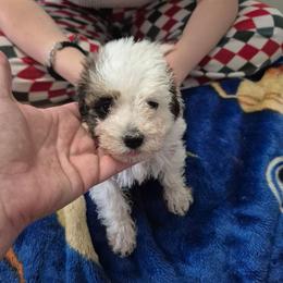 Angel - Black & white female Maltipoo puppy in Everett, Washington from Meadows Ranch