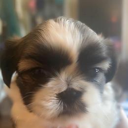 Daisy Mae - Tricolor female Shih Tzu puppy in Fontana, California from Loraine Bailey