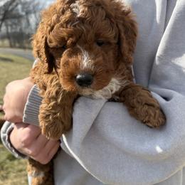 Forest - Apricot male Goldendoodle puppy in Berlin, Ohio from Doodle Babys