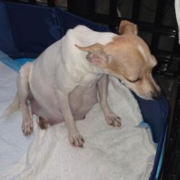 Chihuahua puppies from Maldonado Pet Life Breeder LLC.