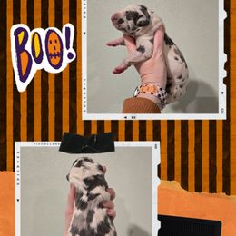 Kaspar - Harlequin male Great Dane puppy in Spiro, Oklahoma from Big Birch Danes