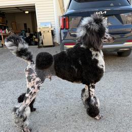 Moses - Poodle