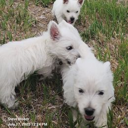 Green - White female West Highland White Terrier puppy in Cedaredge, Colorado from Bloom Puppies