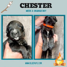 Boy 2 - male Golden Mountain Dog puppy in Boiling Springs, South Carolina from OlliePups, LLC