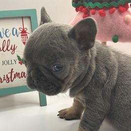 1 - Cream female French Bulldog puppy in Marion, Virginia from Frenchies Vom Reiches Tal