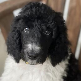 Poodles from NeNe’s Paw Patch
